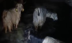 Yüksekova'da ahırları su bastı: Mahsur kalan hayvanlar kurtarıldı