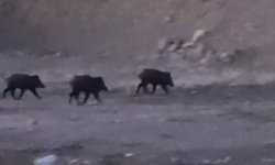 Yüksekova'da domuz sürüsü görüntülendi