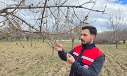 Zirai don olaylarına karşı meyve bahçelerinde kontroller sürüyor