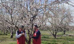Zirai don uyarısı sonrası hasar tespit çalışması yapıldı