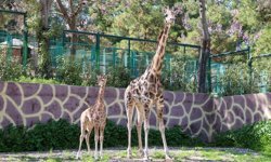 Zürafanın yavrusu yetim doğdu