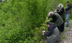 Şimşir Güvesine Karşı Biyolojik Mücadele