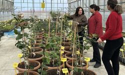 Rize Mandalinasında Sertifikalı Yeni Dönem