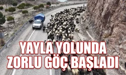 Havaların ısınmasıyla birlikte yayla yolunda zorlu göçler başladı