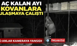 Aç kalan ayı kovanlara ulaşmaya çalıştı