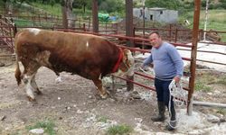 1 tonluk 'Paşaköy Efesi' 420 bin TL'den alıcısını bekliyor