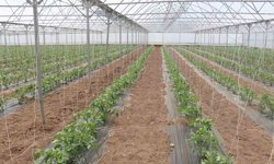 23 dekarlık serada yılda 3 ürün hasadı