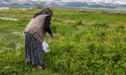Ağrı'da asırlık gelenek: Şifalı otlar kış sofraları için hazırlanıyor