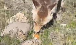 Ahlat'ta aç tilki piknik sofrasına ortak oldu