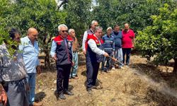 Akdeniz meyve sineğiyle mücadele kesintisiz sürüyor