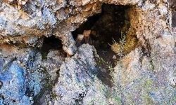 Anne ayı ve yavruları inlerinde dron kamerasıyla görüntülendi