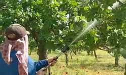 Araban'da Antepfıstığı üreticileri hastalıklar ve zararlılarla mücadele başlattı