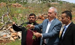 Araban'da 'süper hücre' fırtınası fıstık bahçelerine zarar verdi
