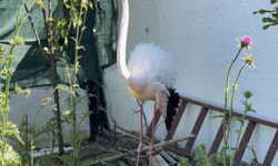 Arnavutköy'de ormanlık alanda kanadı kırık flamingo bulundu
