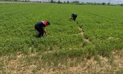 Aydın'da kuraklıkla mücadele çalışmaları sürüyor