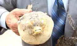 Balıkçı Kenan'dan 'balon balığı' uyarısı: 'Dişleri jilet gibi, dikenleri zehirli'