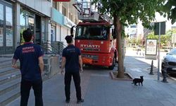 Batman'da vefakar kedi arkadaşını yalnız bırakmadı