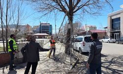 Belediye ekiplerinden ağaç budama çalışması