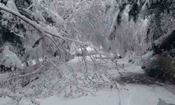 Bolu'da mayıs karı ağaç dallarını kırdı