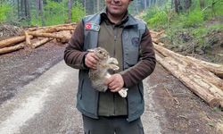 Bolu'da tomrukların arasına sıkışan yavru tavşanı ormancılar kurtardı