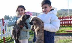 Büyükşehir'den Dikili'ye tam teşekküllü sokak hayvanları kampüsü