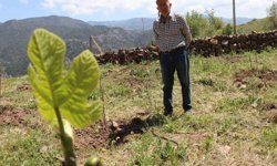 Ceviz ağaçları zirai dondan etkilenen ziraat mühendisi çözümü incirde buldu