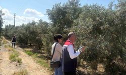Didim'de zeytin verim tespit çalışmaları başladı