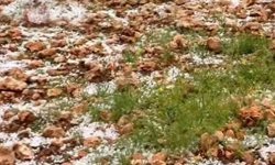 Dolu yağışı Antep fıstığı bahçelerine zarar verdi