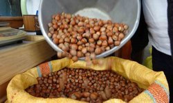 Düzce'den AB ülkelerine 4 bin 452 ton fındık ihraç edildi