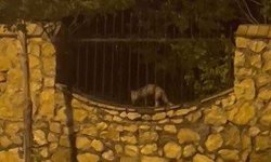 Elazığ'da aç kalan tilki tavuğu böyle götürdü