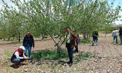 Elazığ'da dolu sonrası hasar tespiti yapıldı