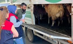 Elazığ'da Kurban Bayramı öncesi denetim