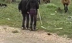 Elazığ'da minik çobanların sürü başında halayı