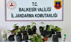 Erdek'te jandarmadan kenevir operasyonu