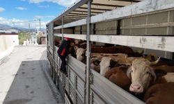 Erzincan'da kurbanlık sevkiyatına sıkı denetim