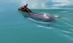 Fırat Nehrinde yüzen atı görenler gözlerine inanamadı