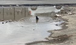Iğdır'da karganın banyo keyfi