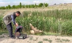 Iğdır'da yaralı bulunan şahin yeniden doğaya bırakıldı