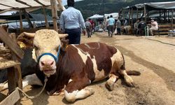 İzmir kurban pazarlarında sosyal medya rüzgarı