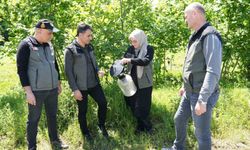 Kahverengi kokarca ile mücadelede 250 feromon tuzağı kuruldu