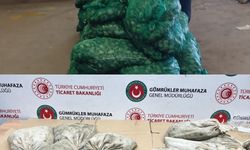 Kapıkule'de 760 kilo kaçak midye ele geçirildi