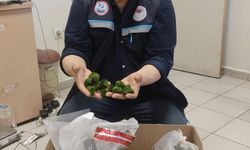 Kapıkule'de yolcu otobüsünde 2 bin adet canlı yeşil alg ele geçirildi