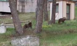 Kars'ta ayılarla iç içe hayat: Caddelerde ayılar cirit atıyor