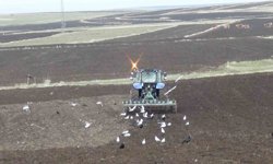 Kars'ta kış uzadı, ekim gecikti: Çiftçi zamanla yarışıyor