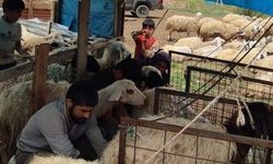 Kemah'ta küçükbaş hayvanlar için sağlık taraması yapıldı