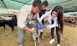Kepez'de kurban satış ve kesim yerleri denetim altında