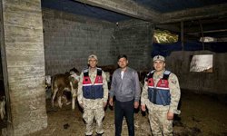 Kilis'te kaybolan 13 büyükbaş hayvan jandarma tarafından bulundu