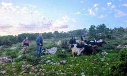 Kilis'te kaybolan 90 küçükbaş hayvan bulundu