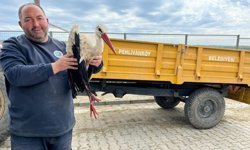 Kırklareli'de yaralı leyleğe şefkat eli