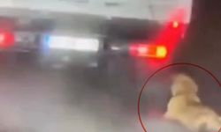 Köpeği kamyonetin arkasında sürükleyen şahıs gözaltına alındı